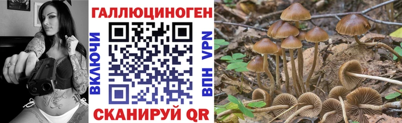 Галлюциногенные грибы Psilocybine cubensis  Губкинский 